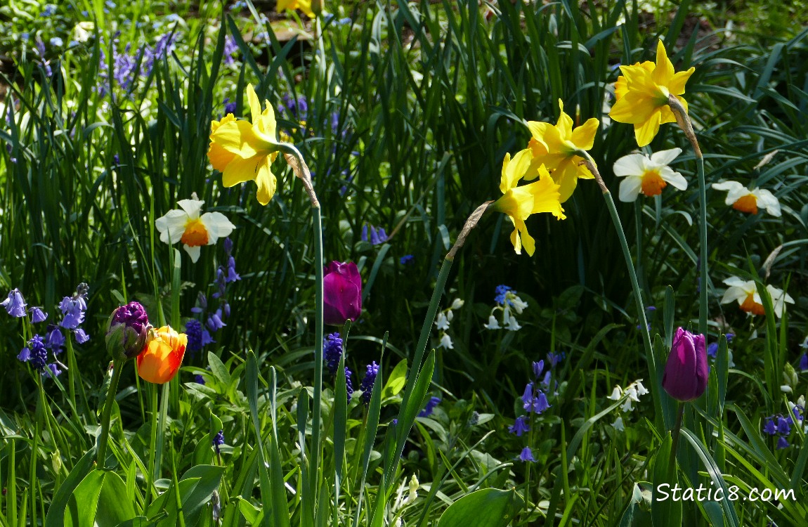 Daffodils and Tulips and Spanish Bluebells