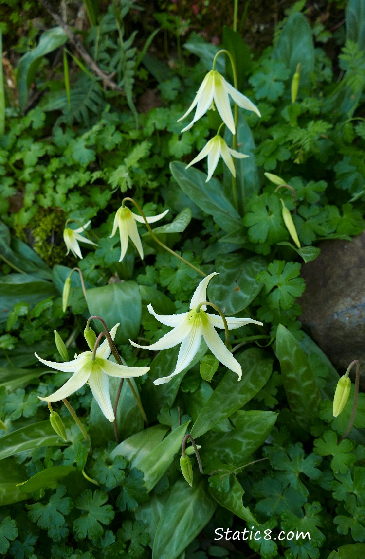 looking down at many Fawn Lilies