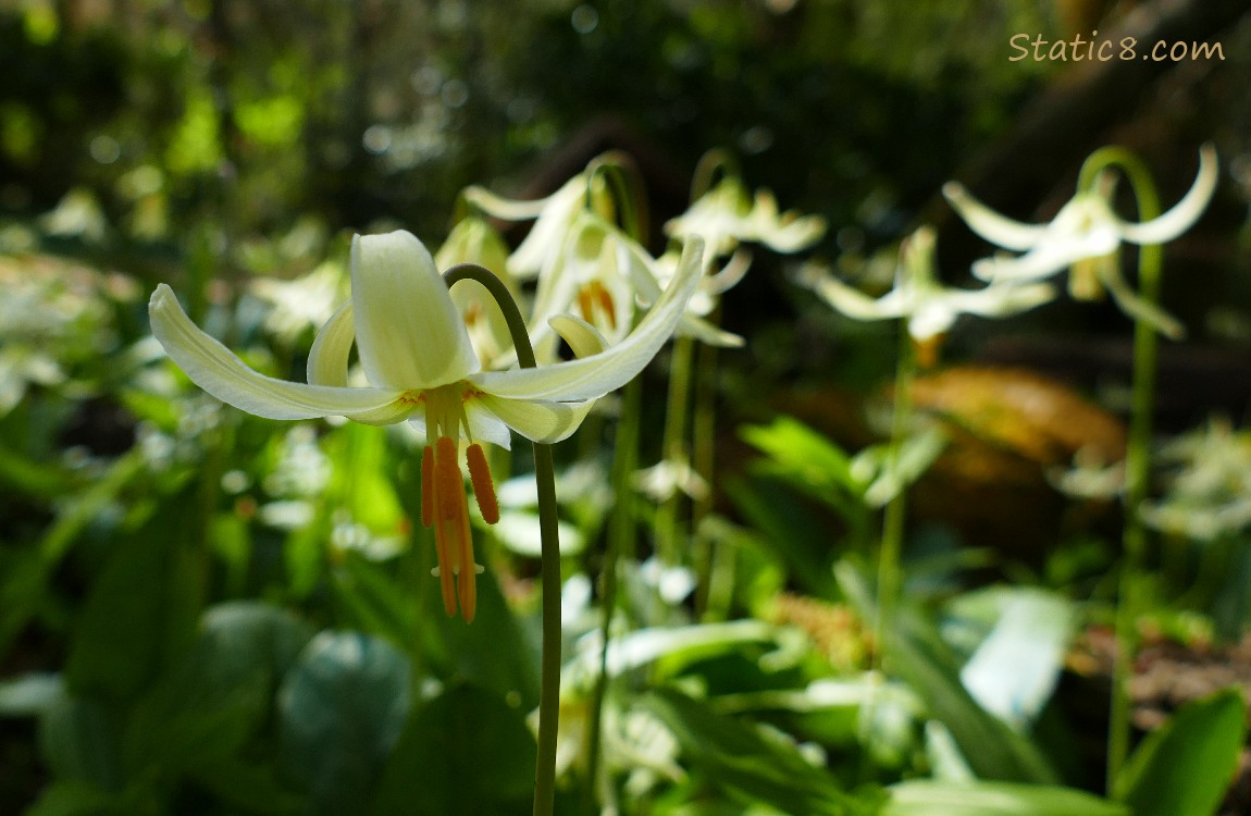 Fawn Lilies