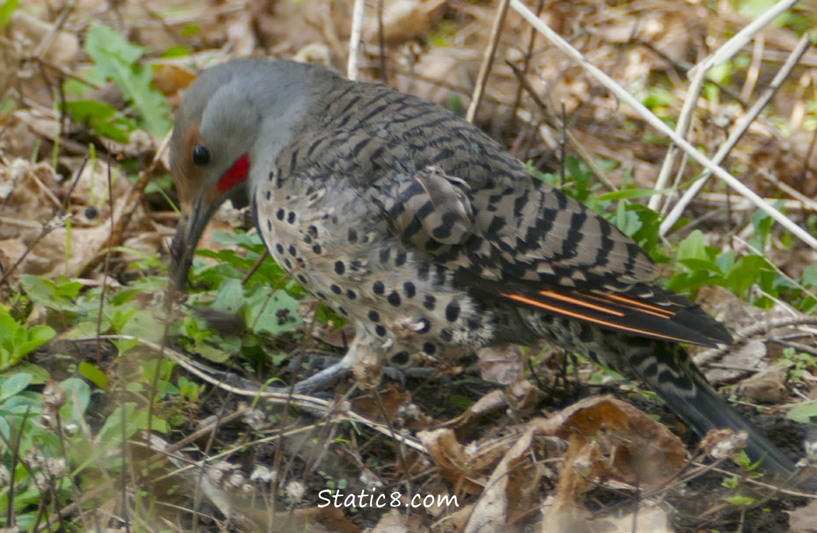 male Northern Flicker on the ground with a bug in his beak