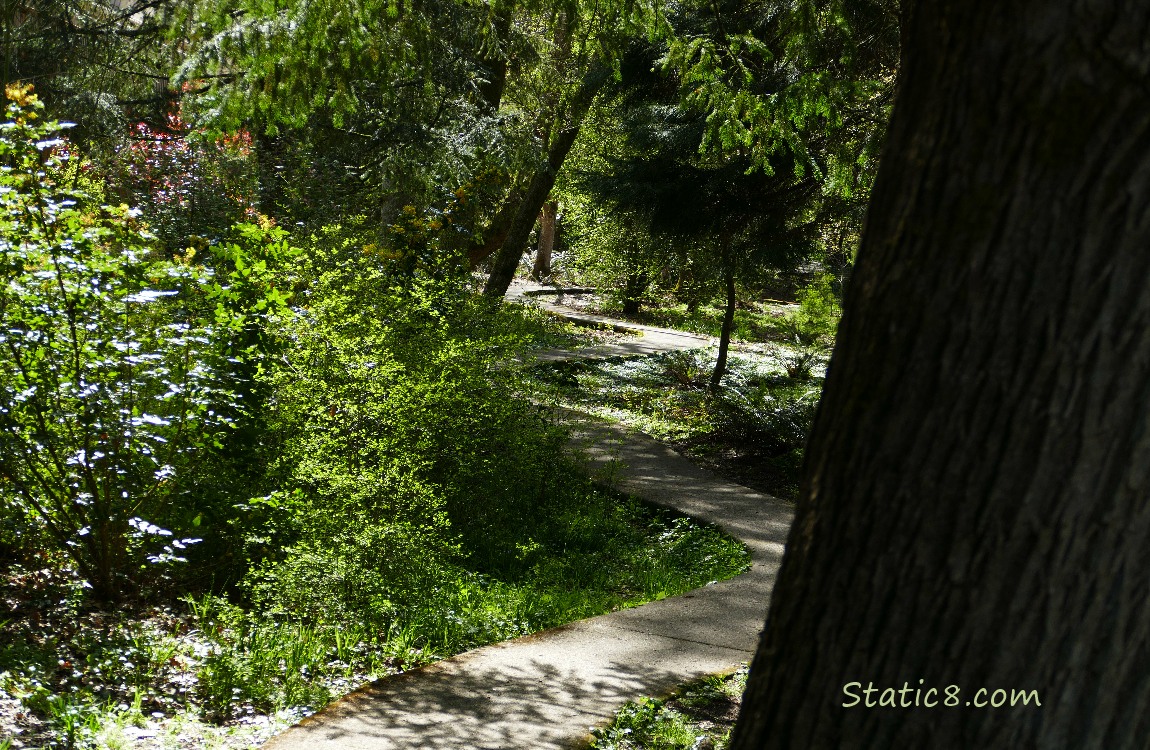 Path weaving thru trees and shrubs