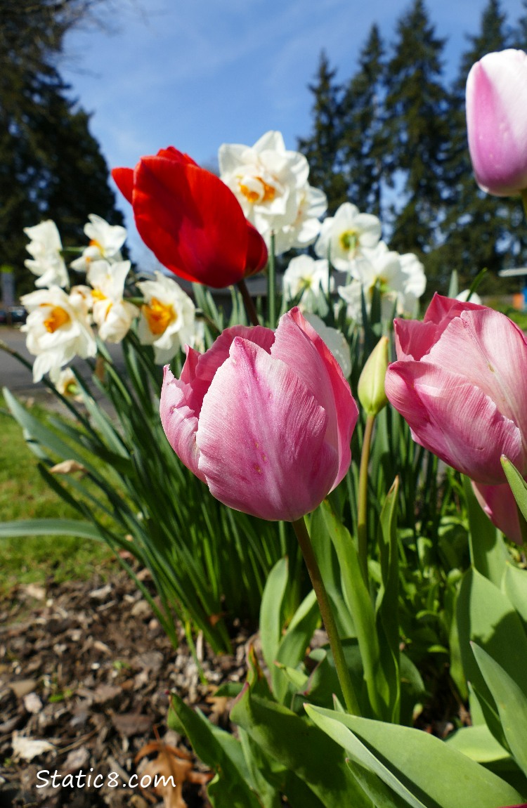 Tulips and Daffodils