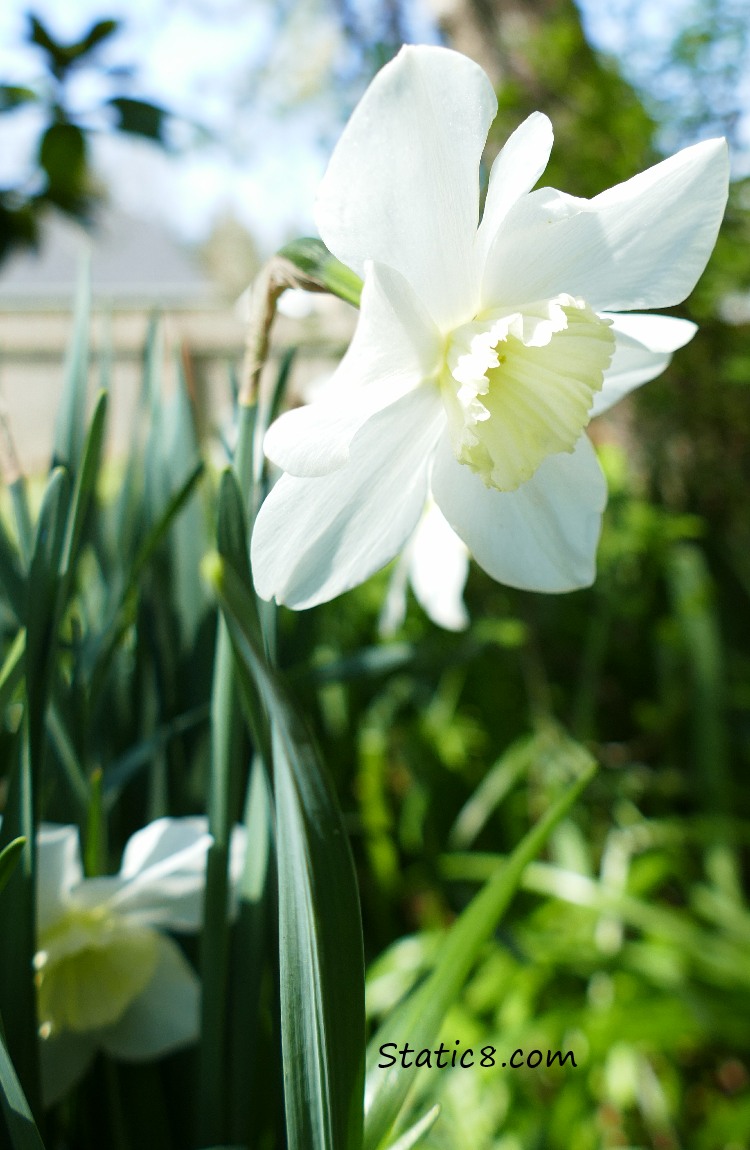 White Daffodils and blue sky