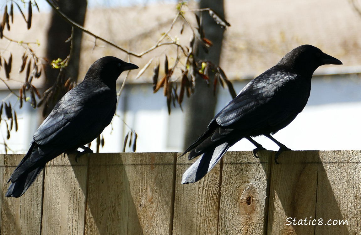 Two American Crows standing on a fence