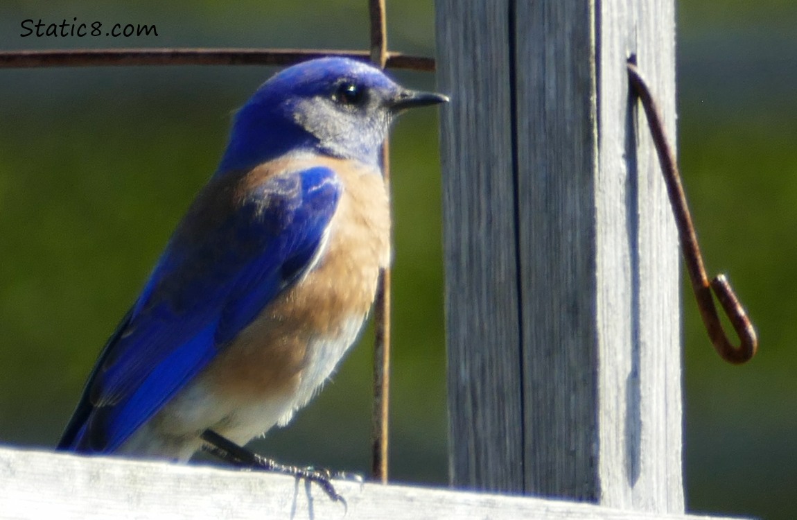 Western Bluebird standing on a fence