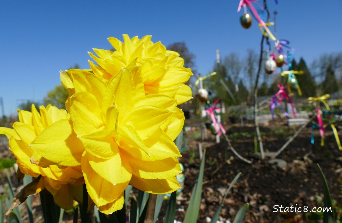 Yellow Daffodils and an Easter Tree in the background