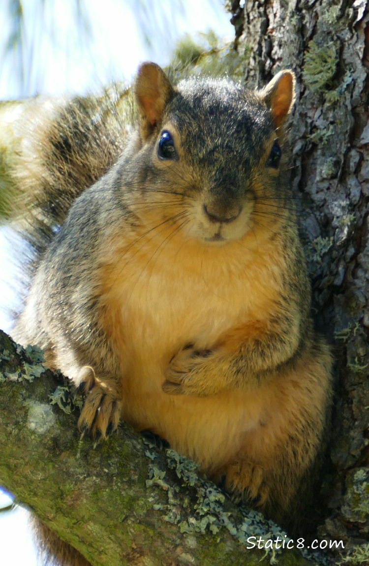 Eastern Fox Squirrel