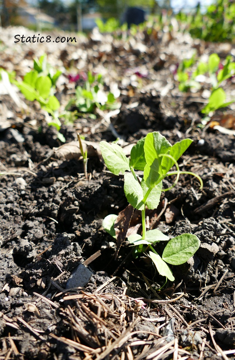 Sugar Snap Pea plants in the garden