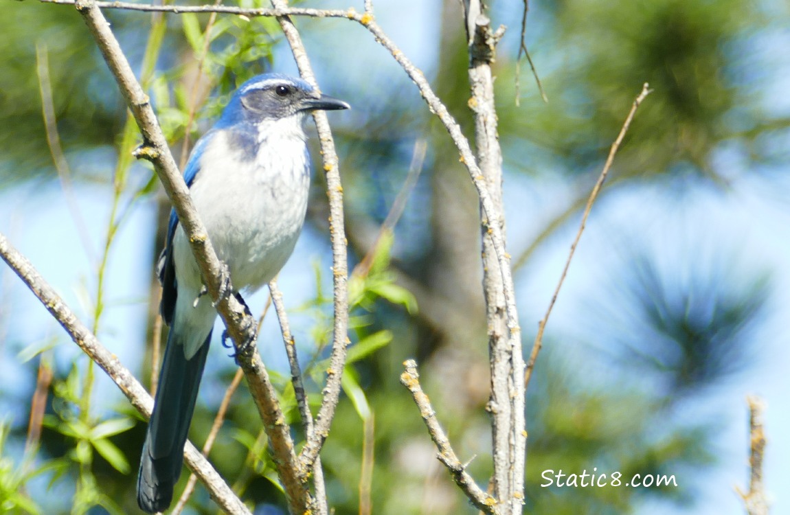 Scrub Jay standing on a twig