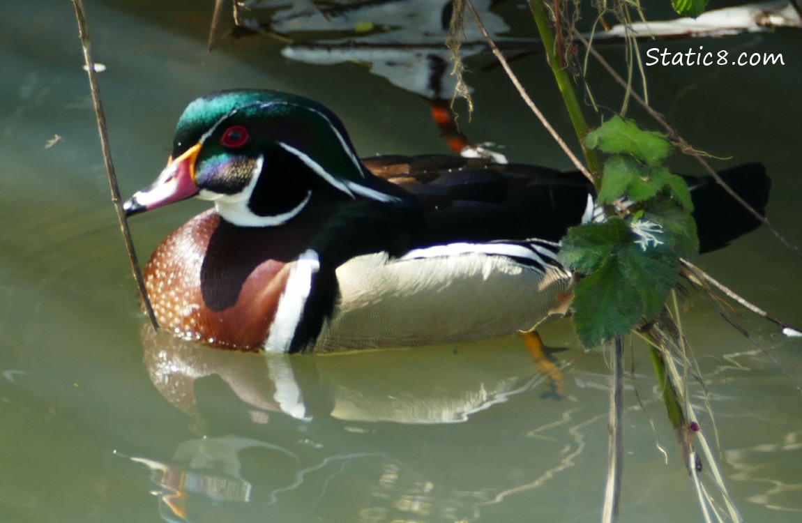 male Wood Duck in the water