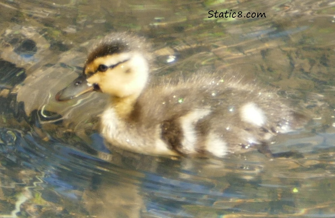 One Mallard duckling in the water