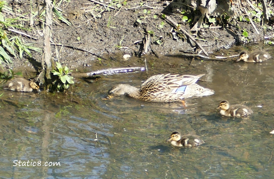 Mama Mallard duck in the water with 4 ducklings