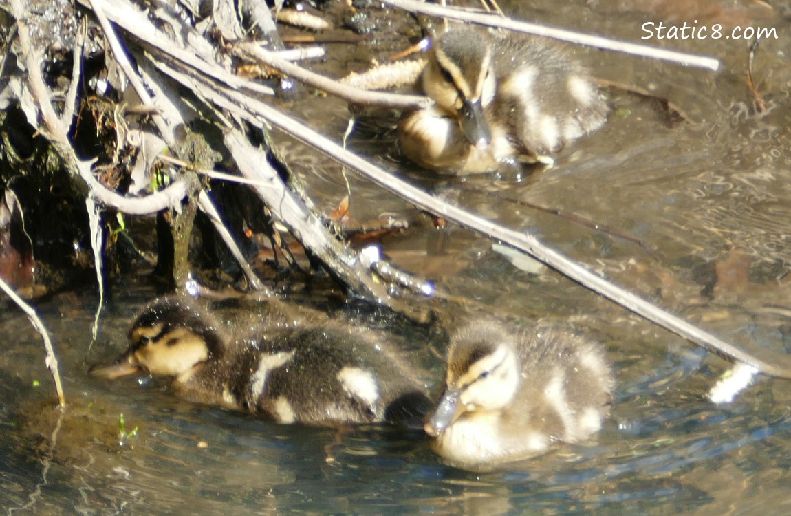 Three Mallard ducklings in the water