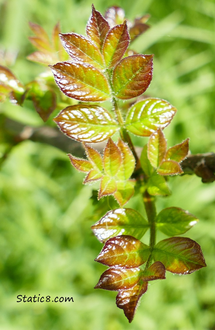 Tiny leaves of an Ash Tree