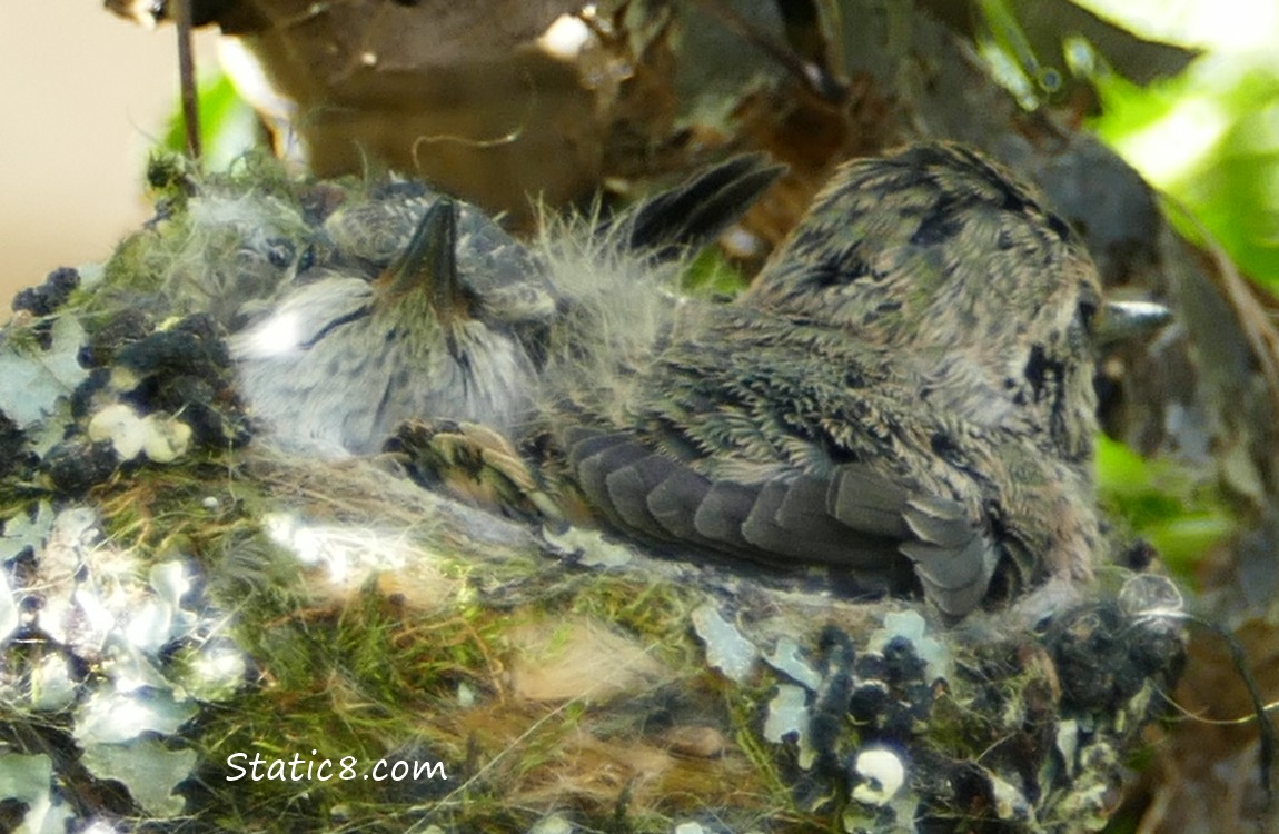 Two Anna Hummingbird babies in the nest