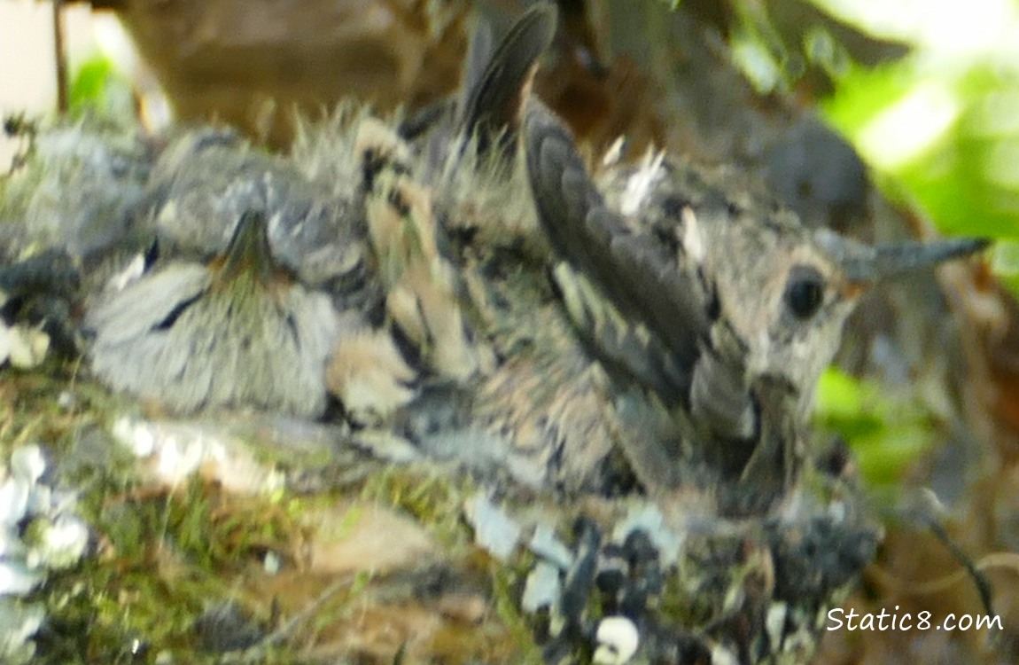 Humming bird babies jostling for space in the nest