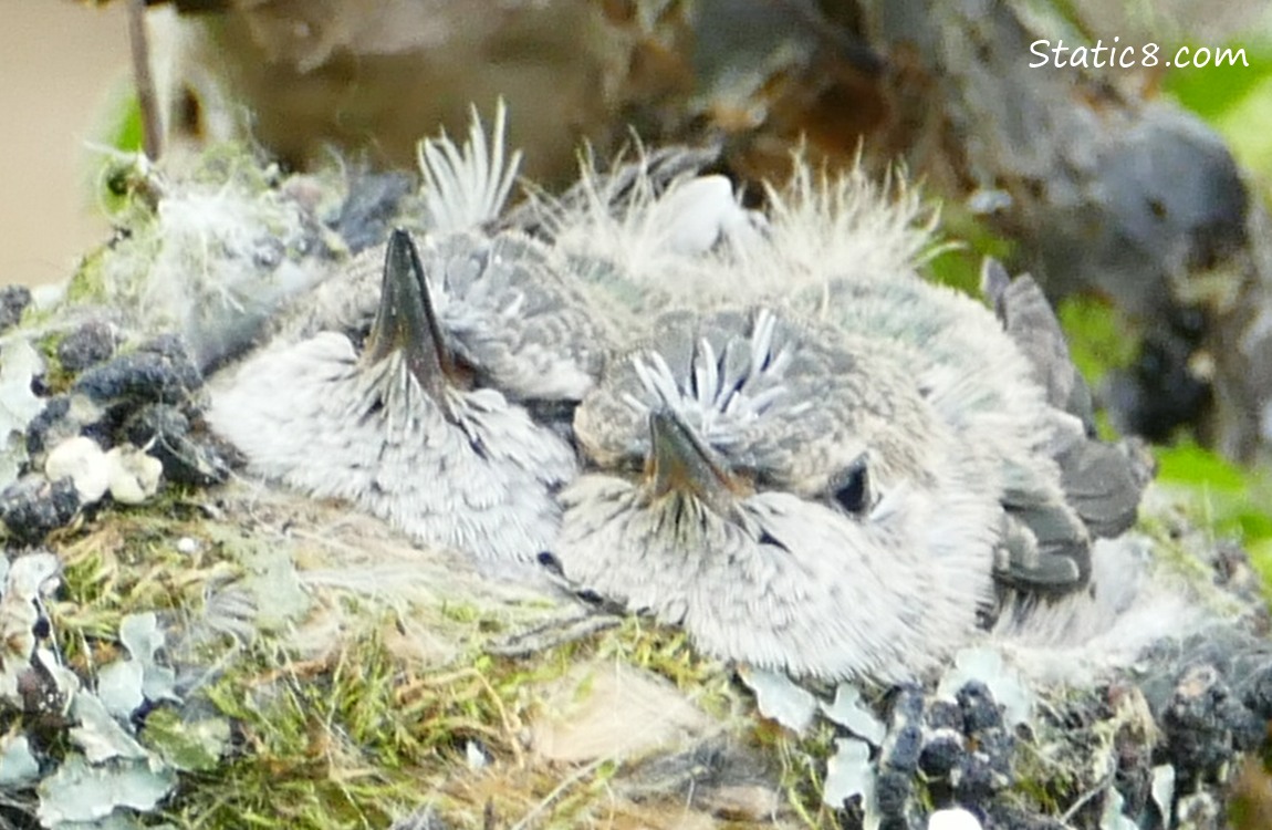 Two Anna Hummingbird babies in the nest