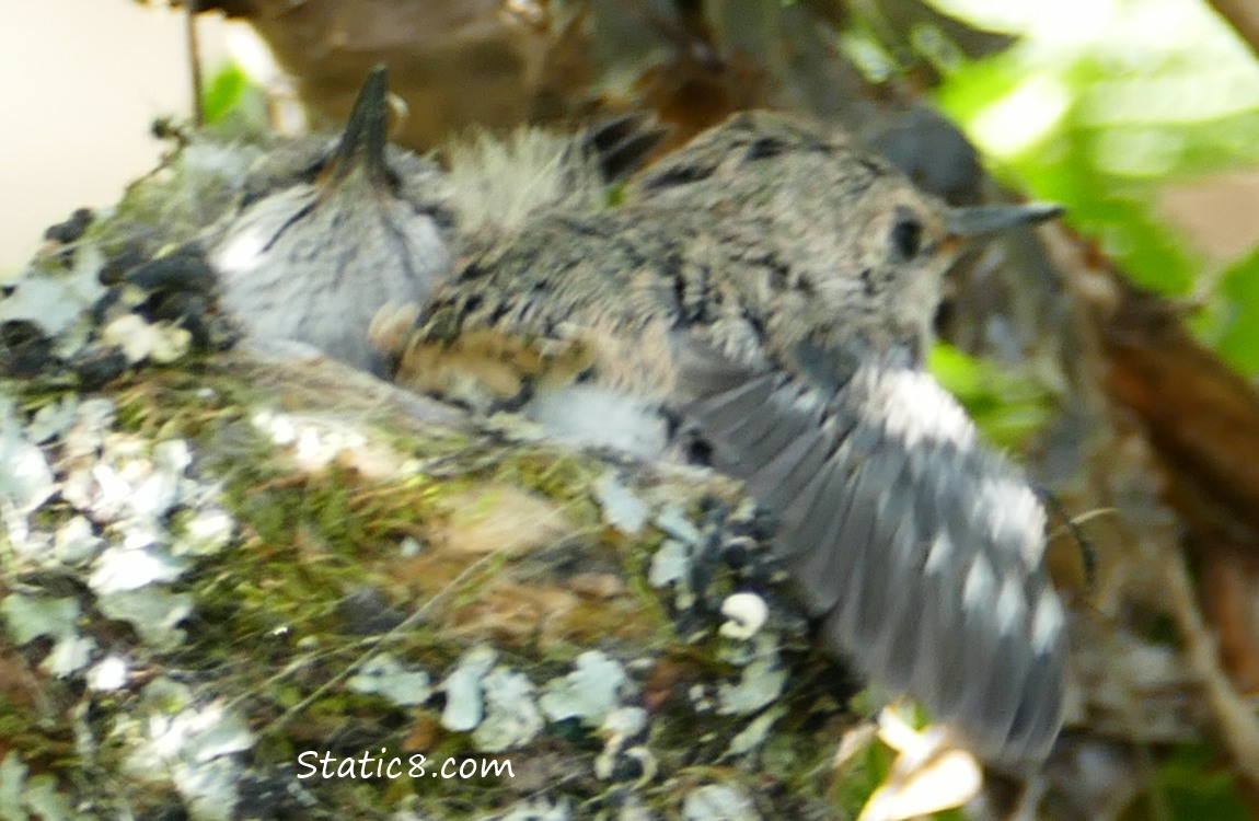 Two Anna Hummingbird babies in the nest, one stretching a wing out