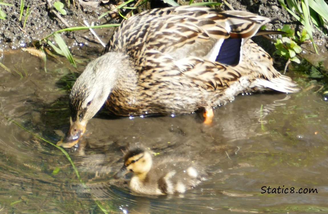 Mama Mallard dabbling in the water with one baby watching