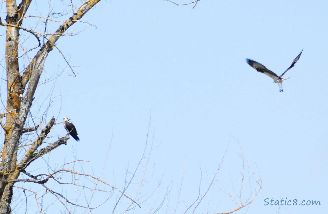 One Osprey flys towards the other, still sitting on a branch