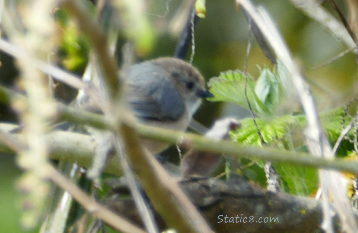 Blurry Bushtit behind twigs