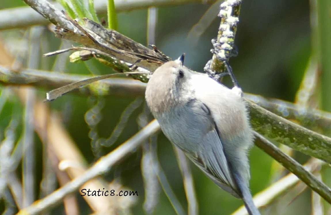 Bushtit hanging from a twig