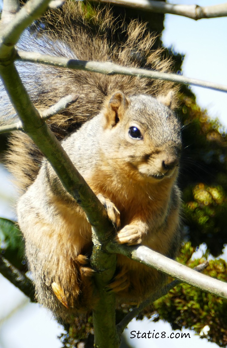 Eastern Fox Squirrel resting on a twig