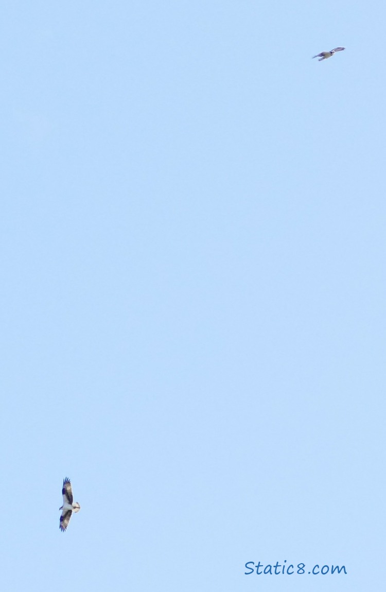 Two Ospreys flying in the blue sky