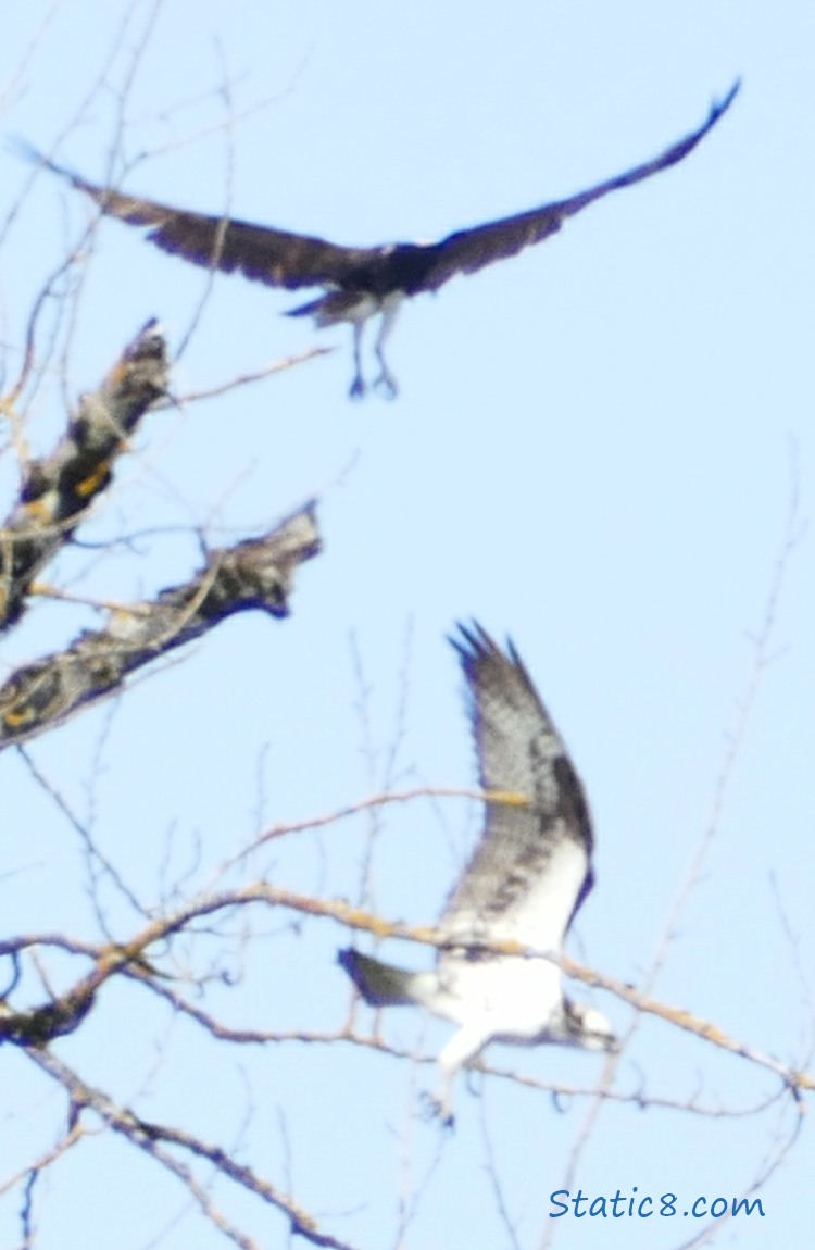 Osprey launches up from the branch