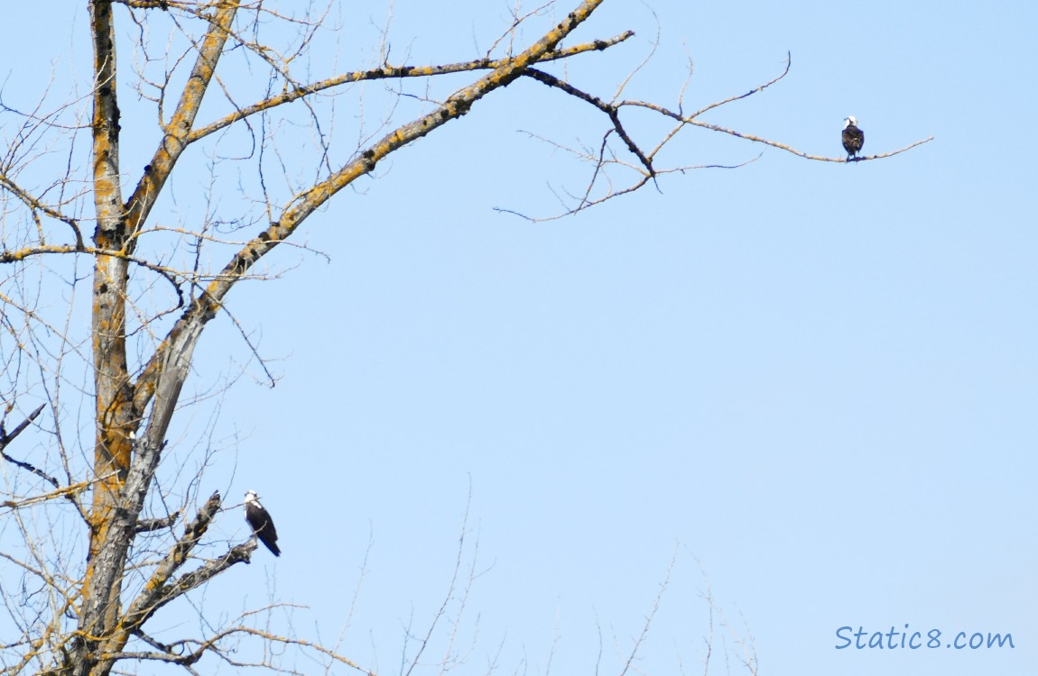 Two Ospreys standing on branches in a far away tree