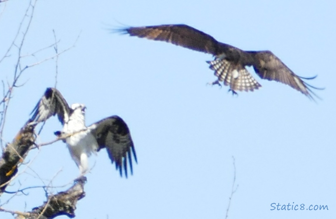 One Osprey flys towards the other, still sitting on a branch