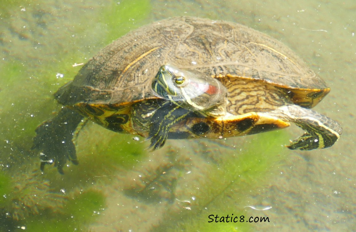 Red Eared Slider turtle floating in the pond