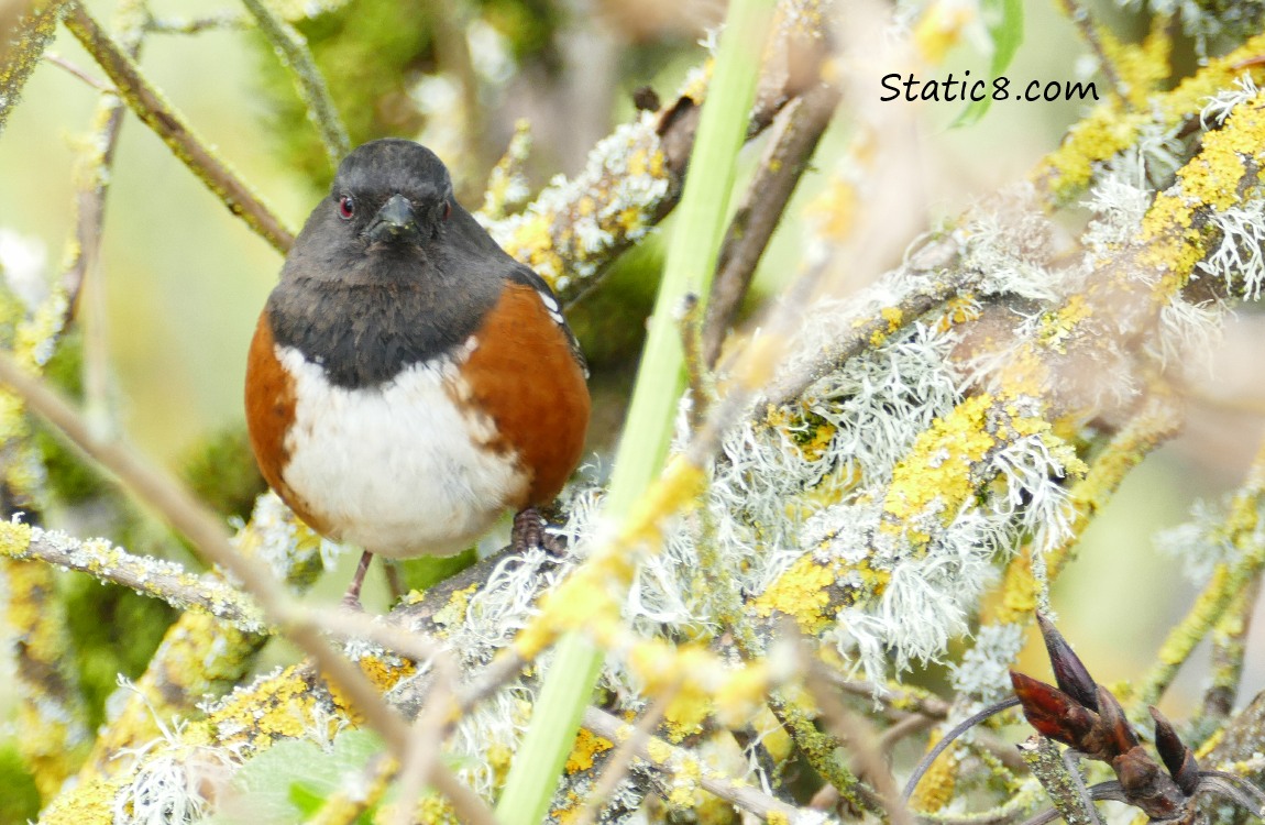 a male Spotted Towhee stands on a twig surrounded by moss and lichen