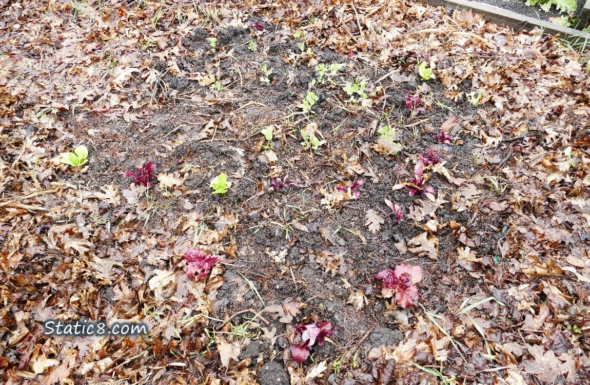 Looking down at planted peas and lettuces