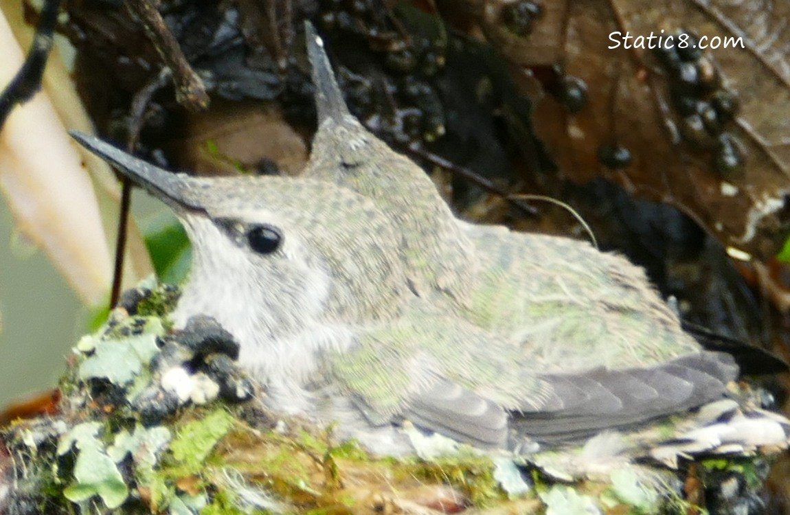 Two Anna Hummingbird babies in the nest