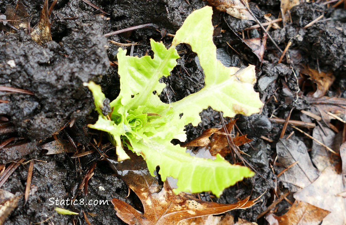 a small lettuce plant with insect munched leaves