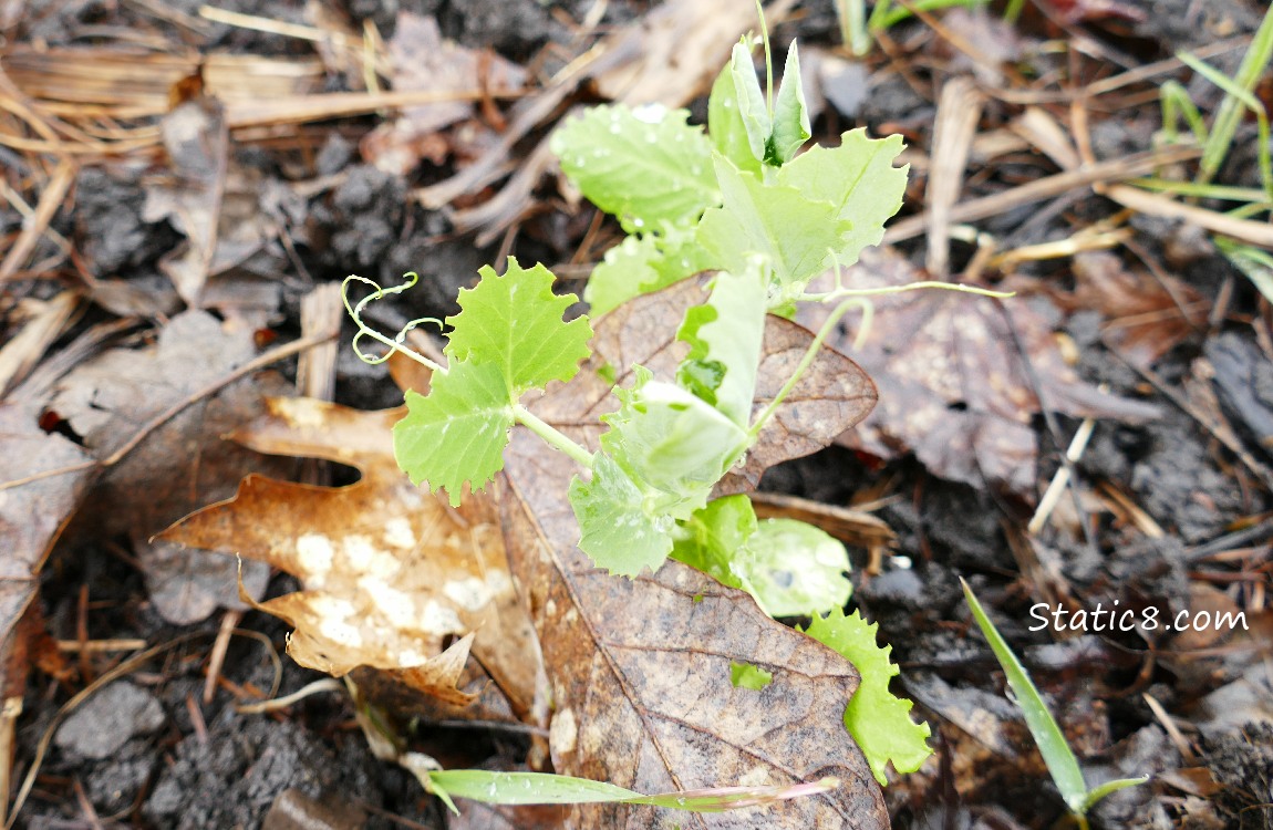 small pea plant with slug bites on all its leaves