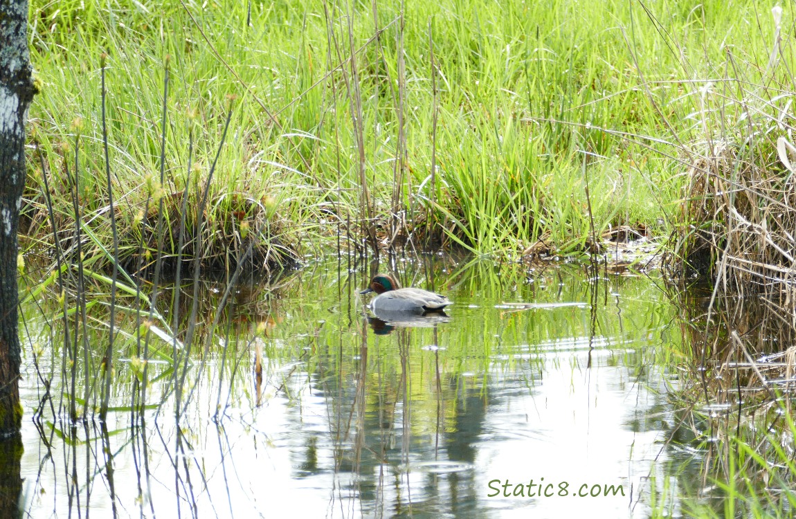 Green Wing Teal in a shallow pond