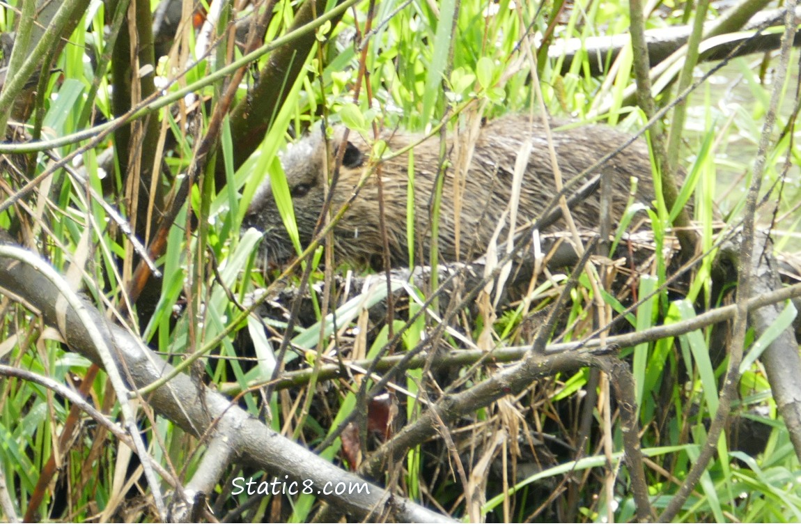 Nutria, mostly hidden behind twigs and grass