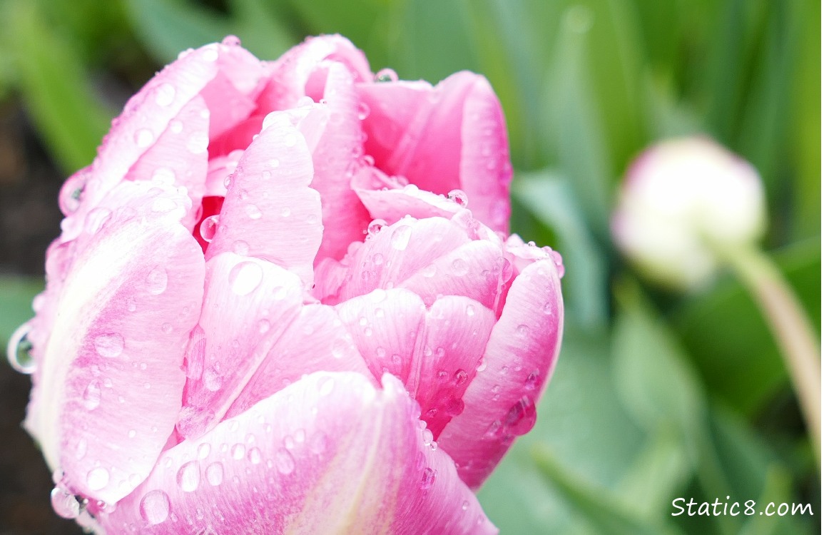 Rain drops on a pink tulip