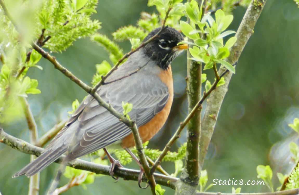 American Robin standing on a twig with new leaves
