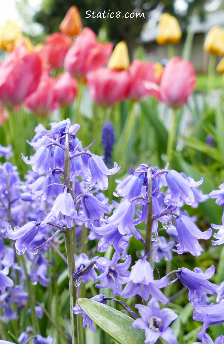 Spanish Bluebells with Tulips in the background