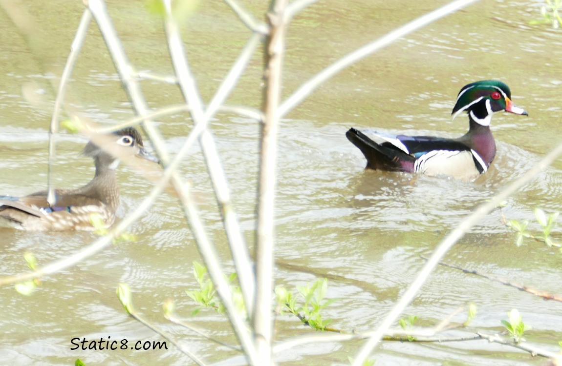 Female and male Wood Duck in the water