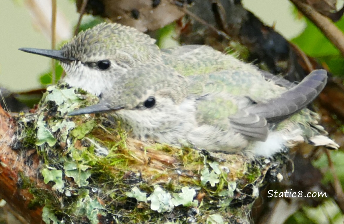 Two Anna Hummingbirds in the nest
