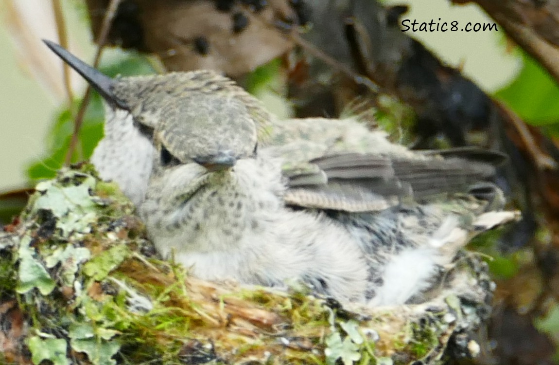 Two Anna Hummingbird babies in the nest