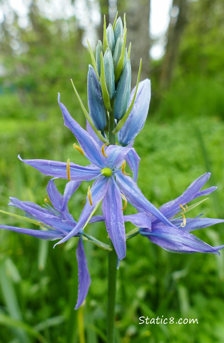 Camas lily blooming