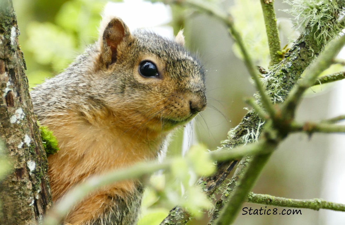 Eastern Fox Squirrel