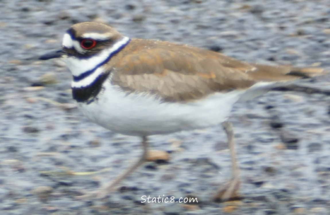 Blurry Killdeer running on the ground