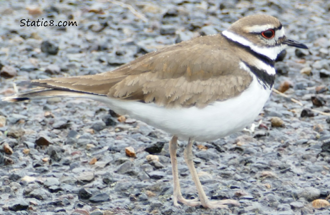 Killdeer standing on the ground