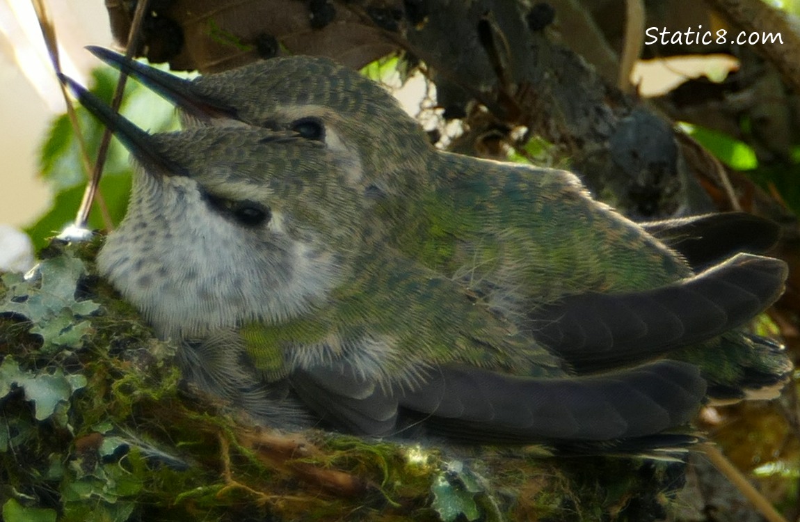 Two Anna Hummingbird babies in the nest